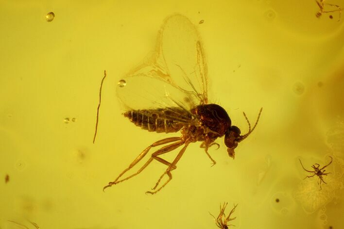 Fossil Fly (Diptera) In Baltic Amber #139055